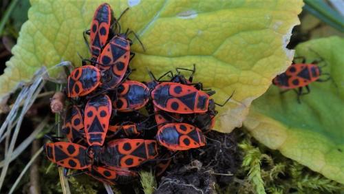 Réf. 276 515 : Pyrrhocoris apterus